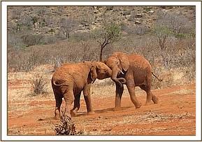 Morani & Mpala sort it out