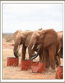 Mweya and Thoma have some water