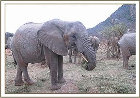 Wendi eating Lucerne