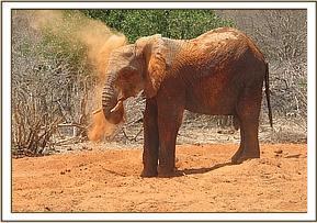 Napasha soil dusting