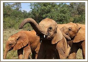 Arruba with the older orphans