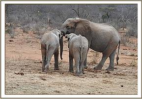 Orwa and Garzi greeting a wild elephant