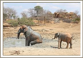 Orwa watching a wild bull scratching