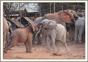 Wild calf plays with Orwa