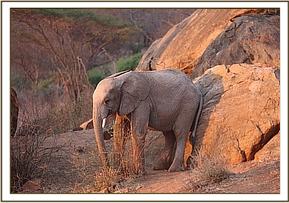 Orwa scratching