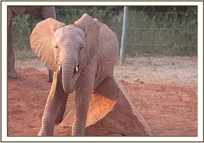 Tahri scratching