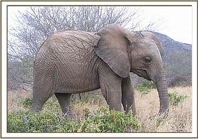 Sunyei feeding