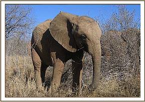 Madiba browsing on his own