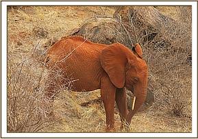 Lempaute exploring Msinga hill
