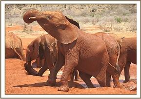 Lempaute playing in the mud
