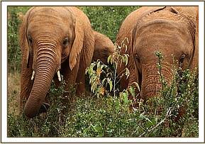 Arruba and Suswa