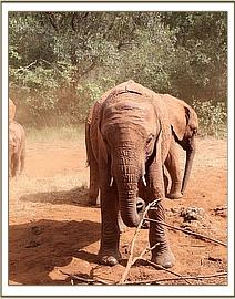 Arruba going to enjoy her dust bath