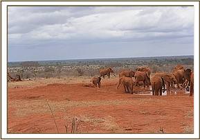 Lempaute chasing a warthog