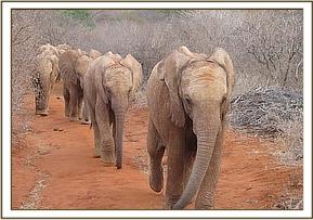 Lesanju leads the others to the stockades
