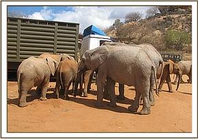 Lualeni sniffs at the new babies