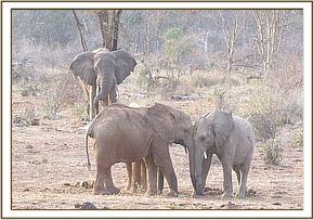 Orwa plays with Murka