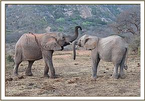 Chyulu plays with Orwa