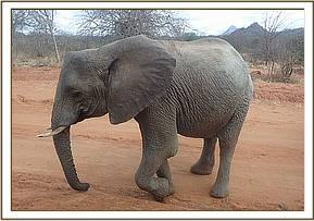 Lualeni appeared tired