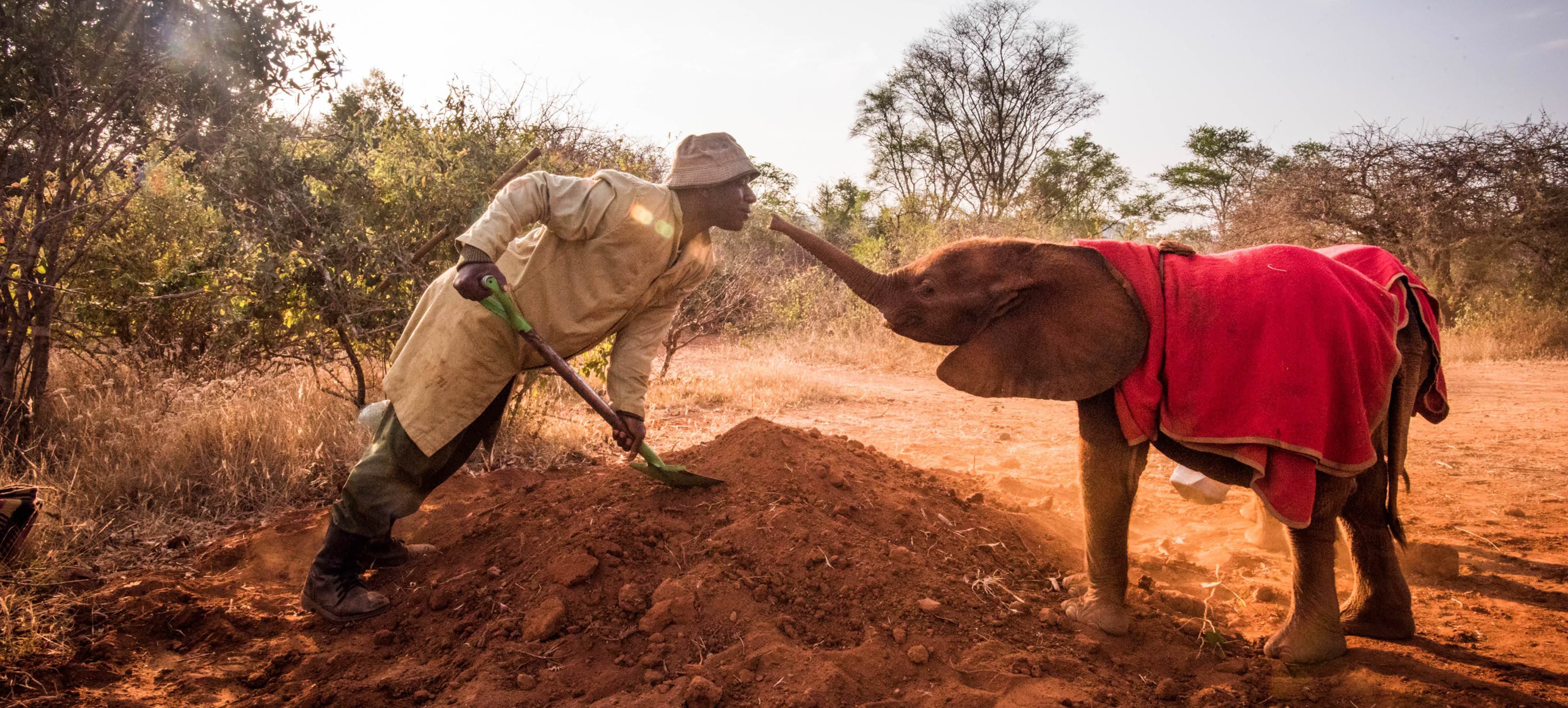 Elephants